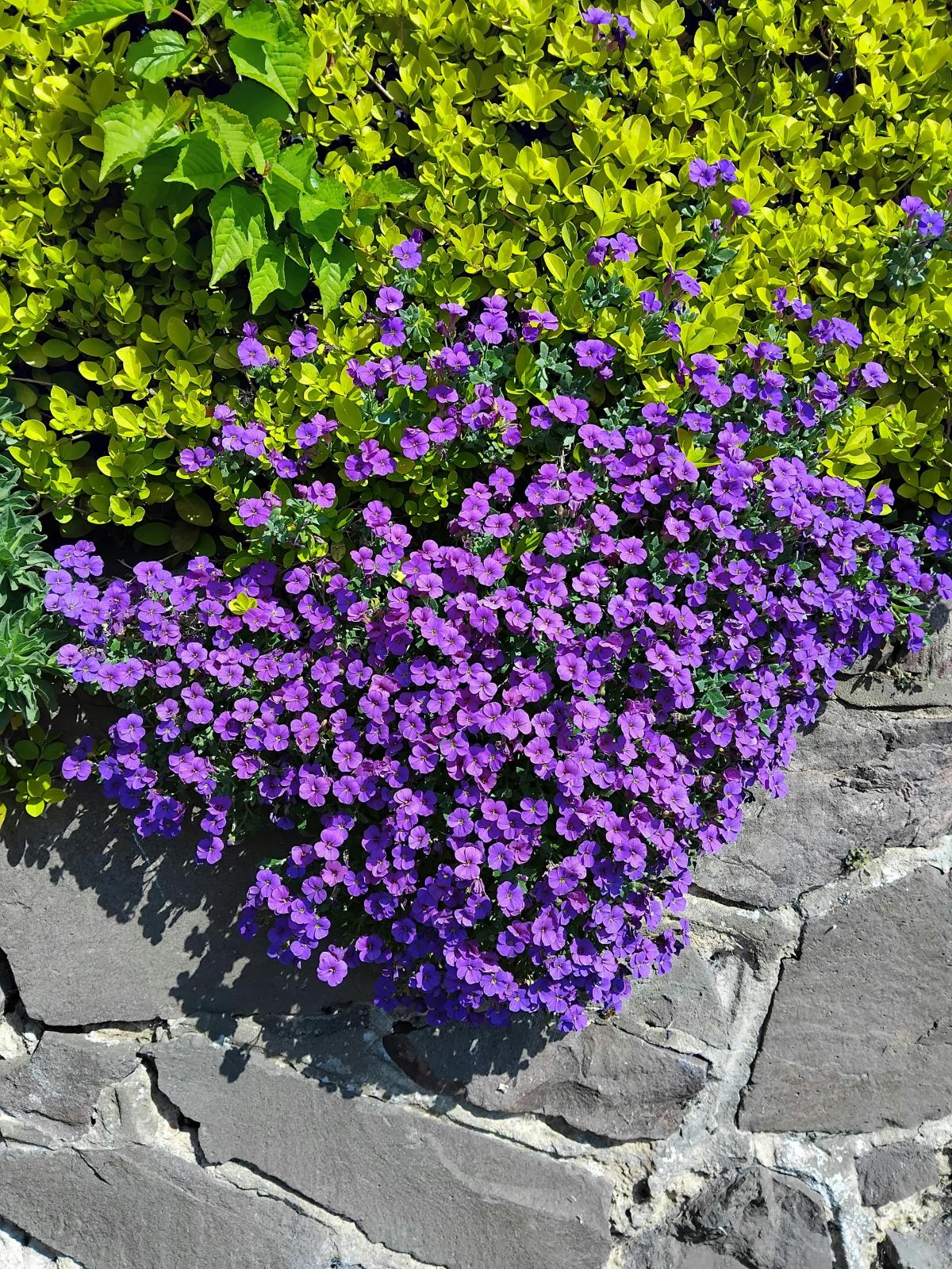 Hvilke blomster skal man plante på kirkegården / foto pexels.com