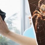 Et produkt renser vinduer, så de skinner, og fjerner edderkopper: