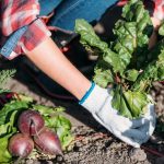 Hvad man ikke skal dyrke i køkkenhaven: Gartnere nævnte 5