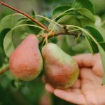 Sådan beskærer du et pæretræ korrekt for at få en